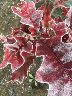 IMG_3205 oak with frost