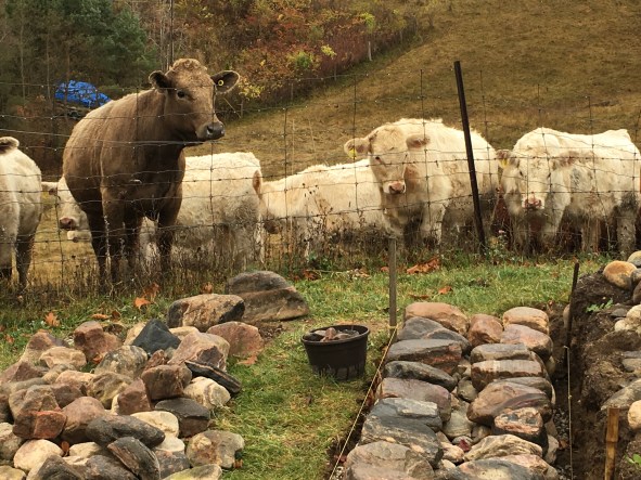IMG_3210 stone wall with cows