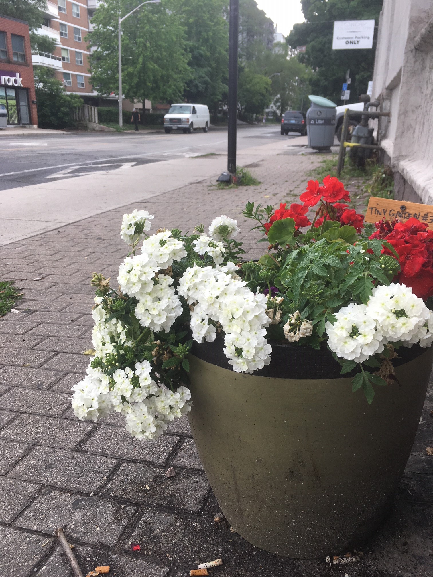 IMG_4697 tiny garden 3