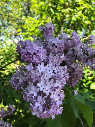 lilac.png