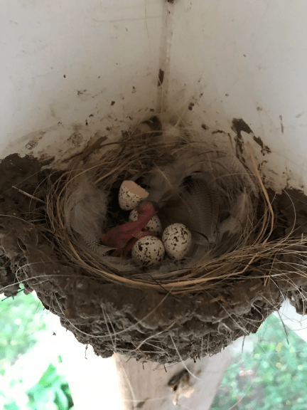 swallow nest.png