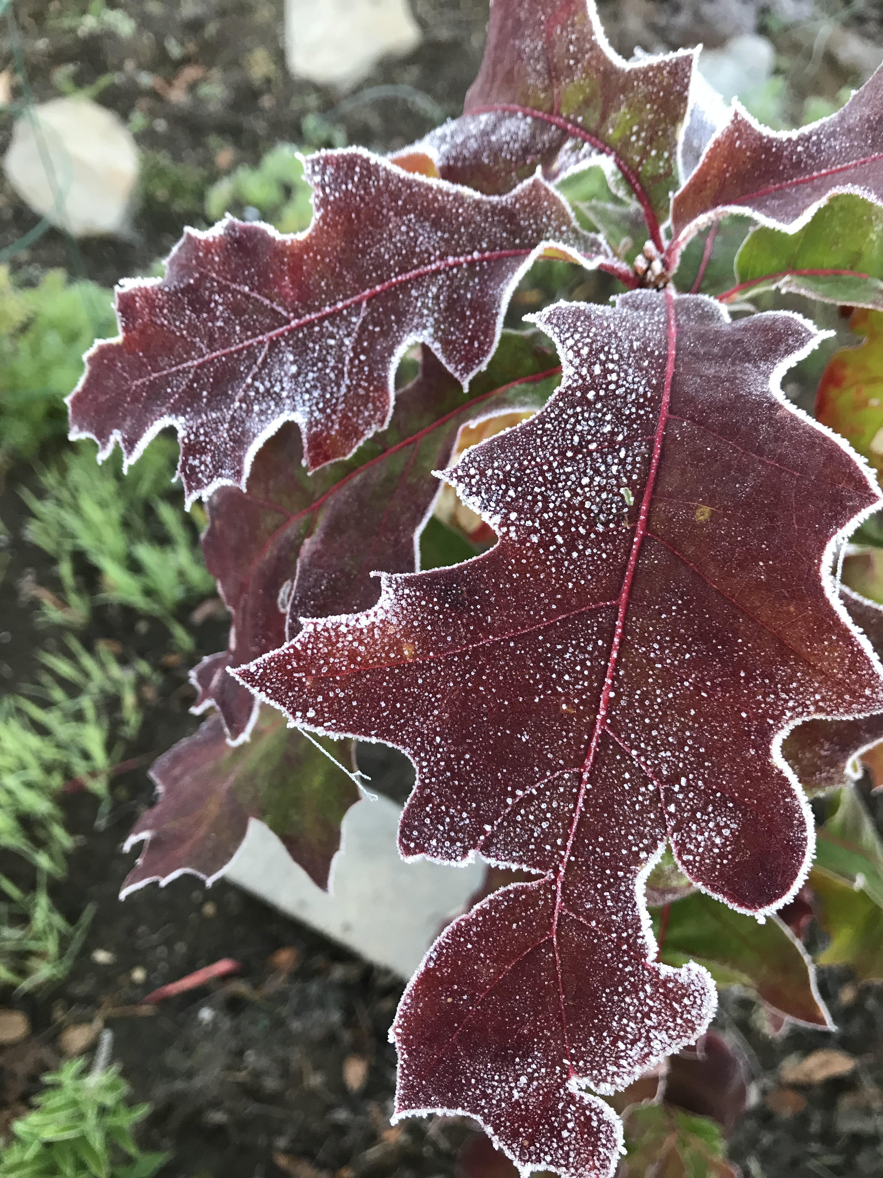 oak with frost