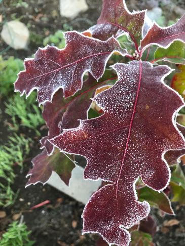 oak with frost